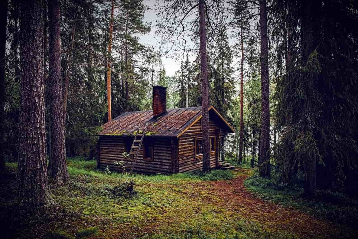 Une charmante cabane en rondins rustique nichée au cœur d'une forêt de pins dense au bord de l'eau.