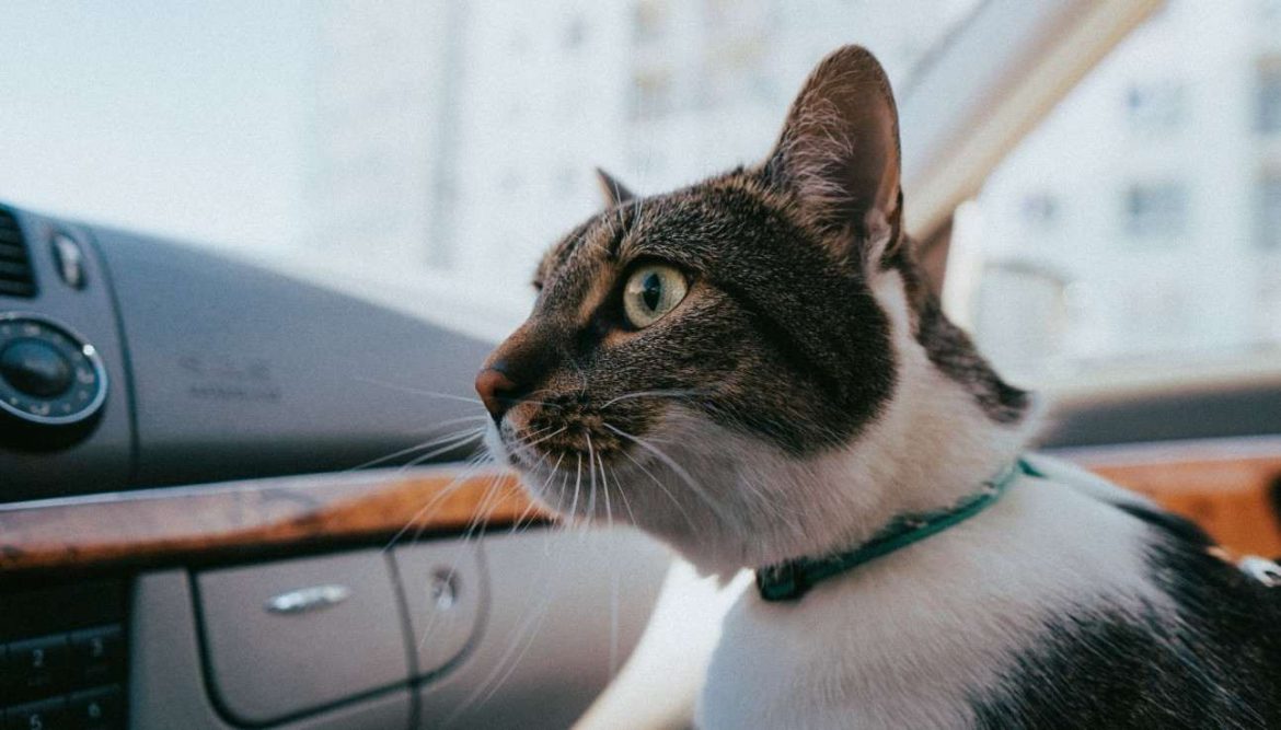 Un chat tigré et blanc avec un collier vert regarde par la fenêtre à l'intérieur d'un véhicule, illustrant comment faire voyager un chat stressé en voiture déménagement.